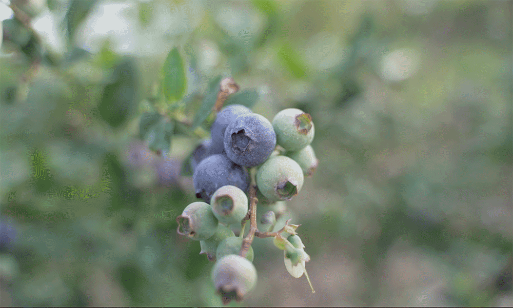 Fruits of Georgia